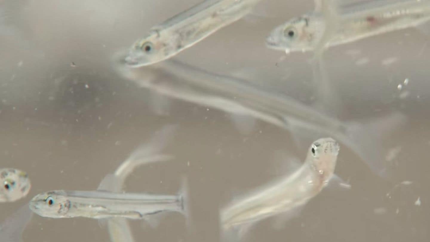 稚アユ約120万匹を出荷 　猛暑の影響で採卵が遅れるも生育は順調　水産資源の増加目指す