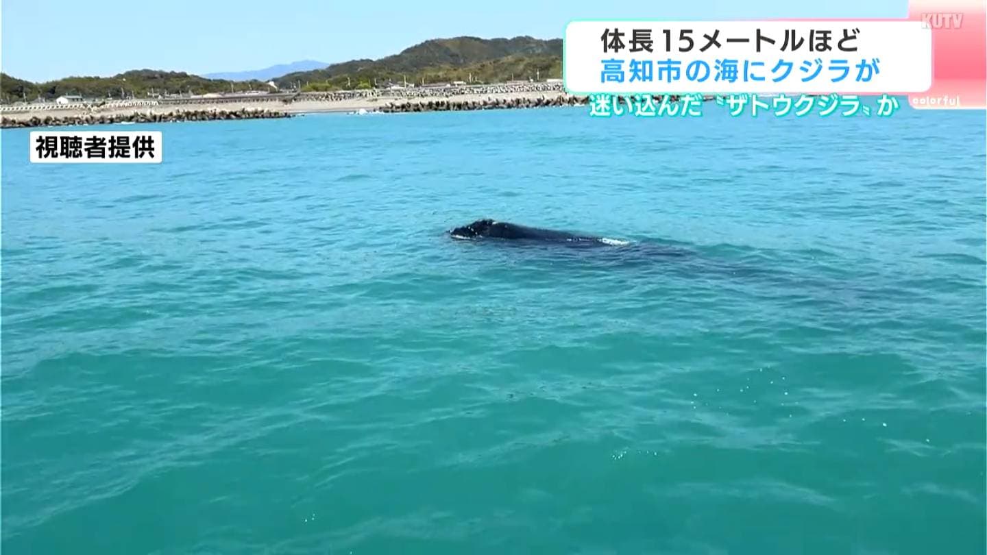 迷い込んだ？高知市の海に体長15メートルほどの“ザトウクジラ” 専門
