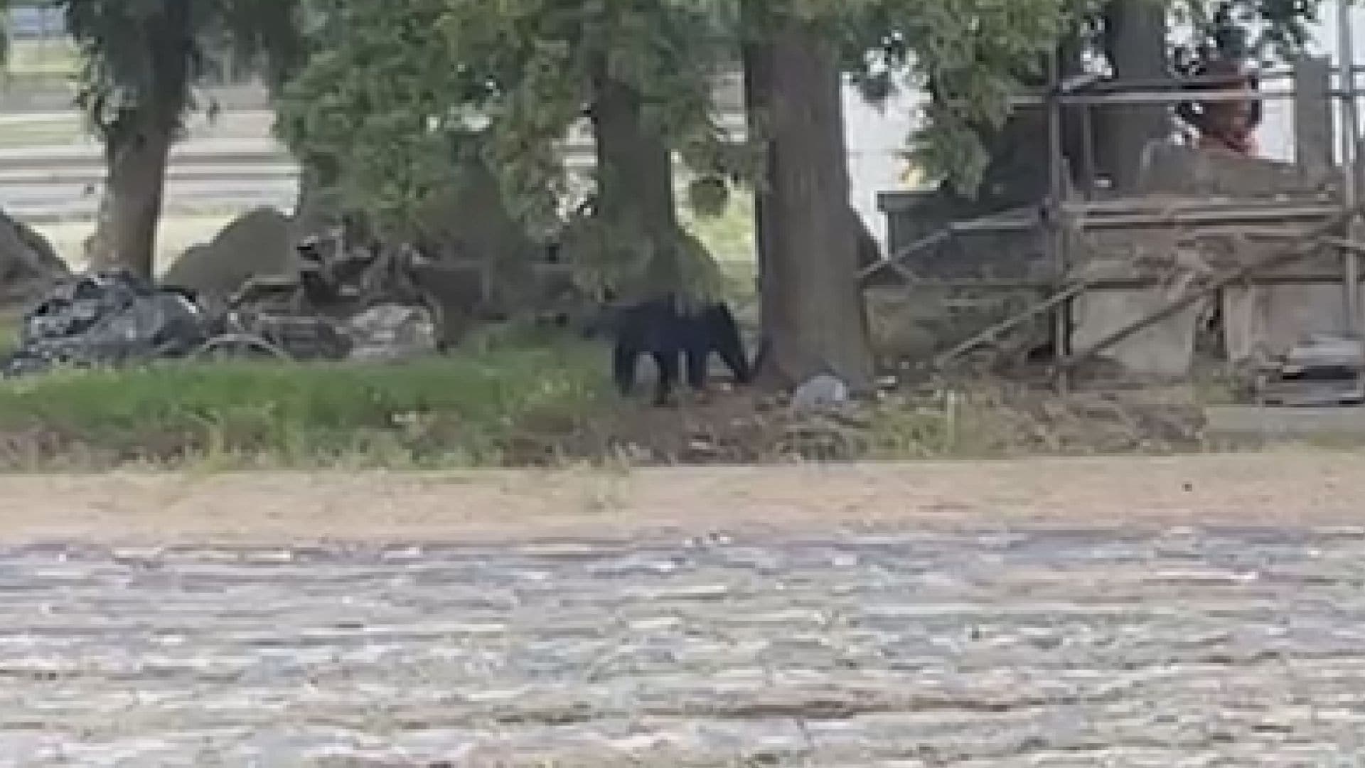 クマ出没情報】福島県猪苗代町でクマ目撃相次ぐ 小屋に侵入した1頭捕獲