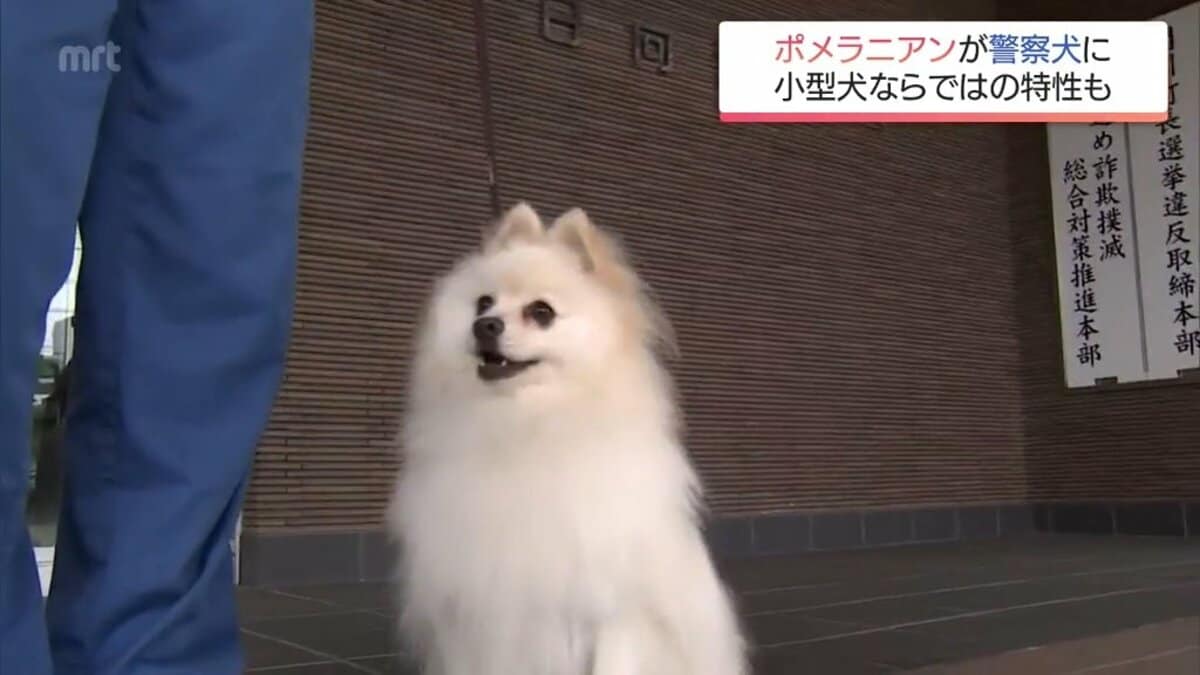 小型犬ならではの特長を生かして 宮崎県内初 ポメラニアンが警察犬に