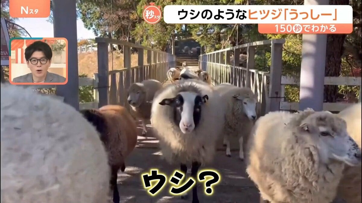 まるでウシのようなヒツジ「うっしー」なぜ黒いのか？小さいころの写真