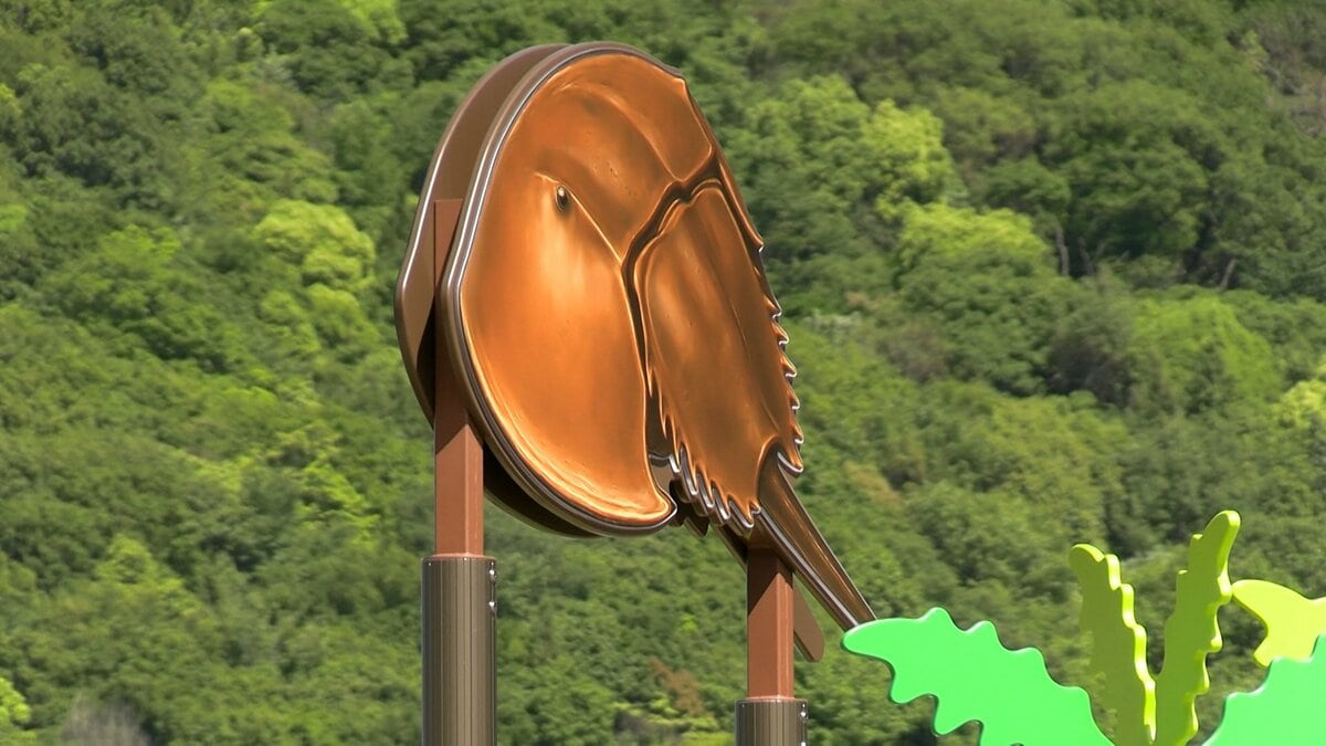 公園に現れた「あまりにグロテスクな巨大カブトガニ」しかも2.2