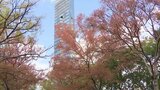 冬の寒さ到来 高値続くキャベツの農家は「気温急降下」を警戒 豚まん・たい焼き店は待ちわびた寒さ | 福岡のニュース|RKB NEWS|RKB毎日放送