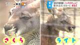 須坂市動物園のカンガルー「ハッチ」に玄孫（やしゃご）！命名式で「ライト」と「さくら」に決定　長野・須坂市|TBS NEWS DIG