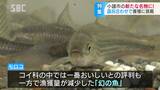 信州・小諸(こもろ)市で「モロコ」養殖!モロコは幻の魚とも呼ばれる淡水魚、語呂合わせだけじゃない地域の「本気度」 長野 | SBC NEWS | 長野のニュース | SBC信越放送