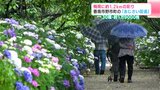 30種・約1万9000株 梅雨に入り約1.2㎞の『あじさい街道』例年より遅い開花 【高知】 | 高知のニュース・天気|KUTV NEWS | KUTVテレビ高知