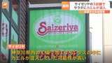 客に提供したサラダにカエル混入　サイゼリヤが発表　東京と神奈川の3店舗で先月中旬に確認|TBS NEWS DIG