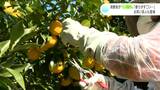「香りがすごい…」消費者キャンペーンの一環で“ユズ狩り”　お笑い芸人の“はんにゃ.”川島さんも登場|TBS NEWS DIG