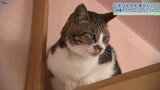 2014年から1000匹近くのネコを保護 盛岡のネコカフェが7日リニューアル 力入れる「スペシャリティキャット」とは|TBS NEWS DIG