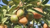 猛暑の影響でみかんは青いまま…“日焼け”した実もあちこちに  値段は2割ほどあがる可能性も|TBS NEWS DIG