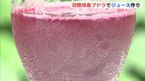 旬のおいしさ しぼり込み　地元の特産品ブドウで果汁100％ジュース作り　広島･福山市 沼隈　|　RCC NEWS | 広島ニュース | RCC中国放送