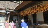 庄屋屋敷に「柿のすだれ」 農村風景に冬の彩り | 愛媛のニュース - Nスタえひめ|あいテレビは6チャンネル
