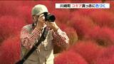 「夏の暑さで例年より2割ほど大きく」コキアの赤く色づき秋の訪れ 宮城・川崎町|TBS NEWS DIG