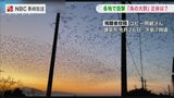 「クジラのごたる…」空を埋め尽くす“黒い塊” その正体を聞いてみた 長崎県内各地で撮影される | 長崎のニュース | 天気 | NBC長崎放送