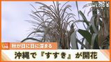 那覇市で『ススキ』の開花 日に日に秋が深まる沖縄 24日の天気は?|TBS NEWS DIG