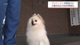 小型犬ならではの特長を生かして　宮崎県内初　ポメラニアンが警察犬に　|　MRTニュース ｜ ＭＲＴ宮崎放送