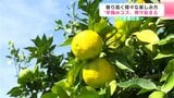 香り高く様々な楽しみ方 高知県安芸市で“早摘みユズ” 搾汁始まる | 高知のニュース・天気|KUTV NEWS | KUTVテレビ高知