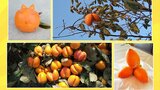 変形した“柿”が大量発生その原因は?調べてみると大変なコトが…農家困惑|TBS NEWS DIG