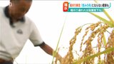 恵みの雨と思いきや…「濡れた穂が脱穀機に絡まり故障の原因に」魚沼コシの稲刈りできず農家は困惑|TBS NEWS DIG