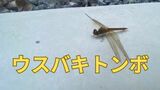 「地球上で最も長い距離を渡る昆虫」世界中を飛び回る「ウスバキトンボ」見たことある? | 岡山・香川のニュース | 天気 | RSK山陽放送