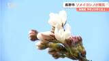 「思ってもいなかった」長野市でソメイヨシノが開花 平年より11日、去年より8日早く 今週末には満開か|TBS NEWS DIG