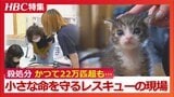 かつては全国で22万匹超が殺処分に「ネコも困っている、人も困っている…」2200匹以上を保護して新たな飼い主へ…母ネコに代わって24時間、小さな命を守る取り組みも | 北海道のニュース|HBC北海道放送