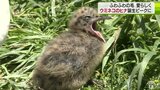 ふわふわ　かわいい　ウミネコのヒナ愛らしく　青森県八戸市|TBS NEWS DIG