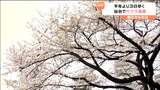 仙台でサクラ満開 平年より3日早く去年より1日遅い|TBS NEWS DIG