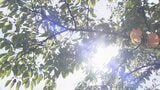 富山・伏木で35℃、猛暑日予想も…夜からは広い範囲で降雨見込み　27日正午までに最大80mm予想　|　富山のニュース｜天気・防災｜チューリップテレビ