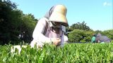 「おいしいお茶にできそう」出来栄え競う全国大会にむけ新芽を丁寧に手摘み＝浜松市|TBS NEWS DIG