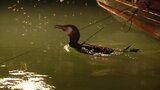 筑後川に初夏の訪れを告げる伝統漁法「鵜飼」がついに解禁 | 福岡のニュース|RKB NEWS|RKB毎日放送