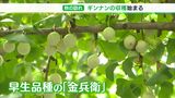 「例年以上に大玉で実も充実」秋の味覚ギンナン「金兵衛」収穫　関東や関西へ出荷ー静岡市清水区|TBS NEWS DIG