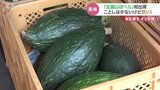 実はカボチャです 甘~い「五箇山ぼべら」 まもなく出荷 富山|TBS NEWS DIG