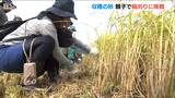 「早く食べてみたい！」新米が待ち遠しい　親子で稲刈りに挑戦　新潟・胎内市|TBS NEWS DIG