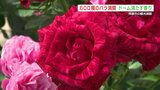 約600種が鮮やかに咲く　西日本最大級の温室ドームでバラまつり　熊本・阿蘇　|　熊本のニュース｜RKK NEWS｜RKK熊本放送