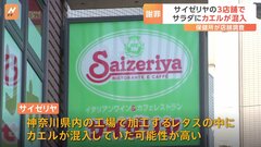 客に提供したサラダにカエル混入　サイゼリヤが発表　東京と神奈川の3店舗で先月中旬に確認| TBS CROSS DIG with Bloomberg