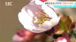 南信州の天龍村から「サクラの便り」 カンザクラが開花 去年より2日早く JR飯田線・伊那小沢駅 長野|TBS NEWS DIG