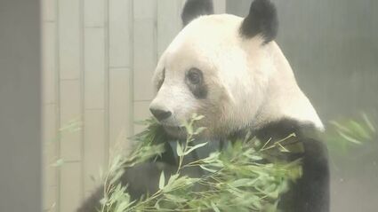 速報】上野動物園のパンダ「シャンシャン」が動物園を出発 きょう中国