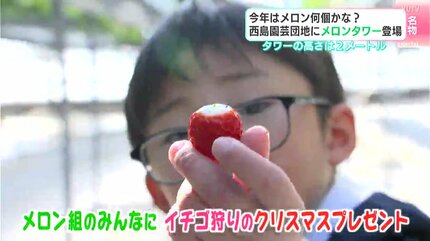 すごい！楽しかった！」今年はメロン何個かな？ 西島園芸団地にメロン