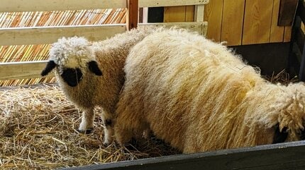 垂れ耳と真っ黒い顔がかわいい！世界一かわいい羊に会ってきた！ 岩手