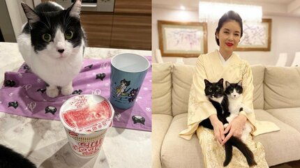 ねこ】藤あや子さんの愛猫「オレオ」が「2分でgoサイン」カップ麺を