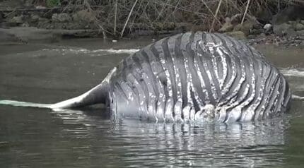 破裂の可能性も」巨大“ザトウクジラ”の死骸漂着 漁師・水族館も驚愕