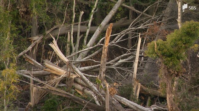 「雨が降れば崩れると思う」倒木被害は20ヘクタール…復旧計画"0.9ヘクタール"に住民から不安の声「2次災害危険」=静岡・牧之原市|TBS NEWS DIG