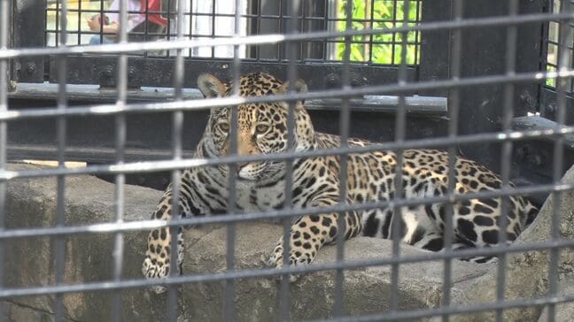 11月16日は「国際ジャガーの日」　生態や保全を学ぶ|TBS NEWS DIG