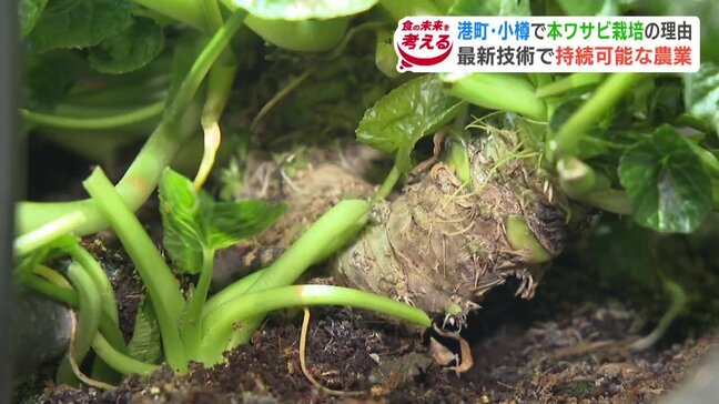 「寿司のマチ・小樽」で本ワサビの栽培工場が稼働！「収穫期間を半分に」香港出身社長が最新技術で挑む…持続可能な農業|TBS NEWS DIG