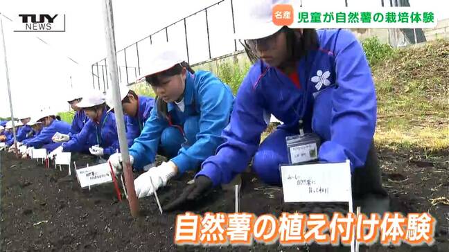 「絆も深まってくれれば」地元への愛着を! 子どもたちが町特産の自然薯の栽培体験!(山形)|TBS NEWS DIG