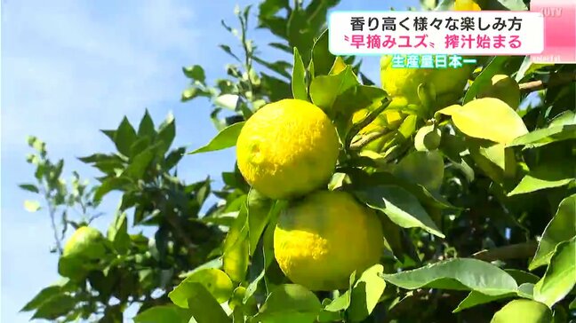 香り高く様々な楽しみ方　高知県安芸市で“早摘みユズ”　搾汁始まる　|TBS NEWS DIG