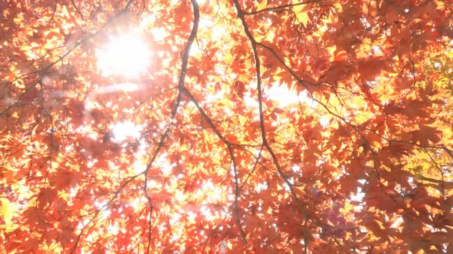 「ビューティフル」諏訪地方の紅葉の名所・茅野市の長円寺　カエデの赤が参道を彩る　長野|TBS NEWS DIG