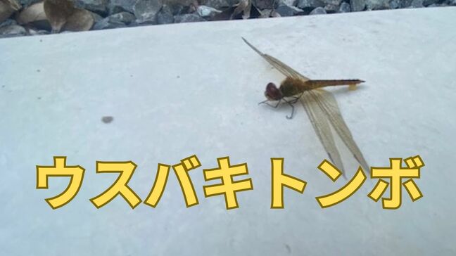 「地球上で最も長い距離を渡る昆虫」世界中を飛び回る「ウスバキトンボ」見たことある?|TBS NEWS DIG