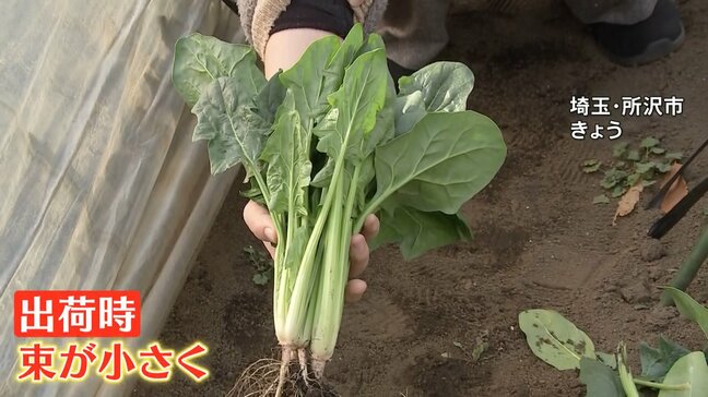 乾燥で野菜が小さくなった！春の陽気でも空気はカラカラ　乾燥でダムは渇水 野菜は生育に問題が　鍋イベントに潤い求める人たちも|TBS NEWS DIG